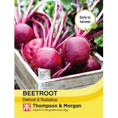 Beetroot Detroit 6 Rubidus