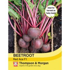 Beetroot Red Ace F1 Hybrid