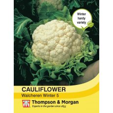 Cauliflower Walcheren Winter 5