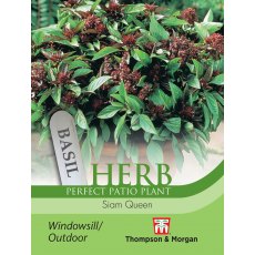 Herb Basil Siam Queen