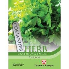 Herb Coriander