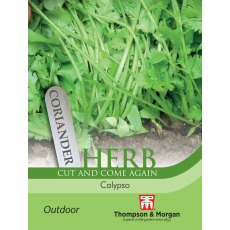 Herb Coriander Calypso