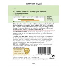 Herb Coriander Calypso