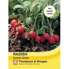 Radish Scarlet Globe