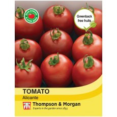 Tomato Alicante