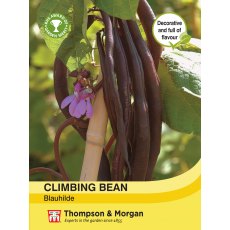 Climbing Bean Blauhilde