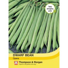 Dwarf Bean Opera