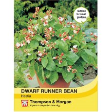 Dwarf Runner Bean Hestia