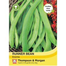 Runner Bean Enorma