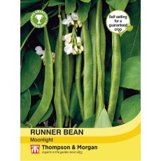 Runner Bean Moonlight