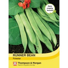 Runner Bean Polestar