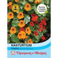 Nasturtium Firebird