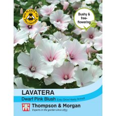 Lavatera Dwarf Pink Blush