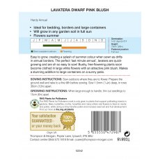 Lavatera Dwarf Pink Blush