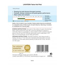 Lavatera Twins Hot Pink