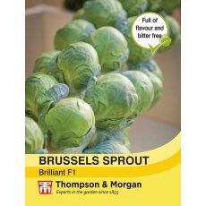 Brussels Sprout Brilliant F1 Hybrid