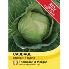 Cabbage Cabbice F1 Hybrid