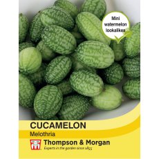 Cucamelon