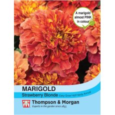 Marigold Strawberry Blonde (French)