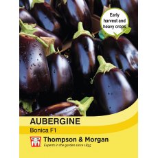 Aubergine Bonica