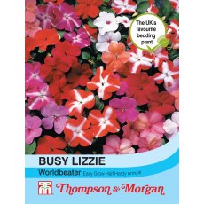 Busy Lizzie Worldbeater