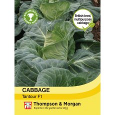 Cabbage Tantour F1 Hybrid