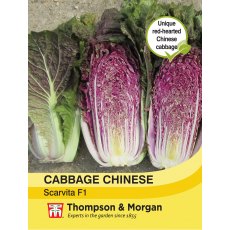 Cabbage Chinese Scarvita F1 Hybrid