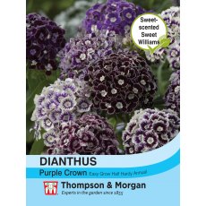 Dianthus Purple Crown