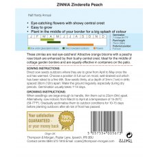 Zinnia elegans Zinderella Peach Zinnia elegans Zinderella Peach