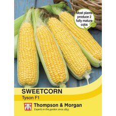 Sweetcorn Tyson