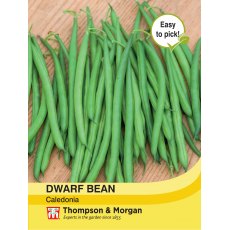 Dwarf Bean Caledonia