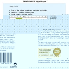 Sunflower High Hopes