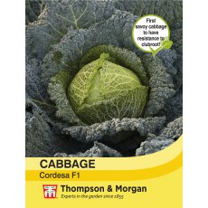 Cabbage Savoy Cordesa F1 Hybrid