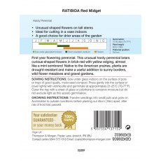Ratibida columnifera 'Red Midget'