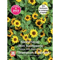 Sanvitalia procumbens Yellow With Black Eye