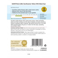 Sanvitalia procumbens Yellow With Black Eye