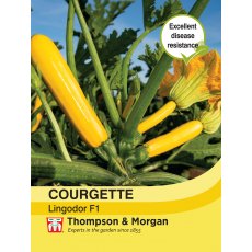 Courgette Lingodor F1