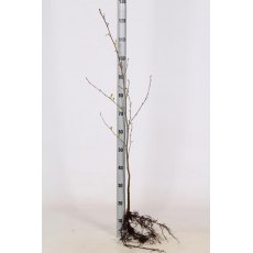 BARE-ROOT HEDGING Alnus glutinosa (5 Plants)   60/80 1+1