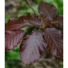 BARE-ROOT HEDGING Fagus 'Atropurpurea' (5 Plants)  40-60cm
