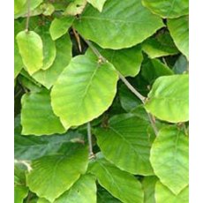 BARE-ROOT HEDGING Fagus sylvatica (10 Plants)   60/80 1+2