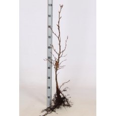 BARE-ROOT HEDGING Fagus sylvatica (10 Plants)   60/80 1+2