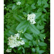 BARE-ROOT HEDGING Ligustrum ovalifolium (10 Plants)   60/90 0+2  2Stem