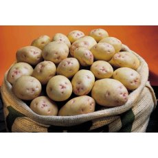 SEED POTATO - MAIN CROP 'Cara' - 2.5kg