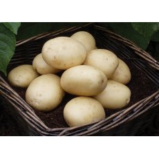 SEED POTATO - FIRST EARLY 'Casablanca' - 2.5kg
