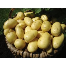 SEED POTATO - SALAD 'Charlotte' - 2.5kg