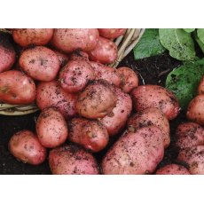 SEED POTATO - MAIN CROP 'Desiree' - 2.5kg