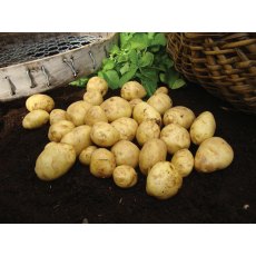 SEED POTATO - FIRST EARLY 'Duke of York' - 2.5kg