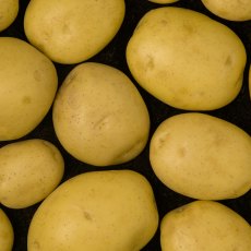 SEED POTATO - SECOND EARLY Elfe - 5 Tubers SEED POTATO - SECOND EARLY Elfe - 5 Tubers