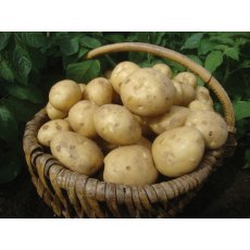 SEED POTATO - SECOND EARLY 'Marfona' - 2.5kg
