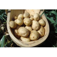 SEED POTATO - FIRST EARLY 'Maris Bard' - 2.5kg